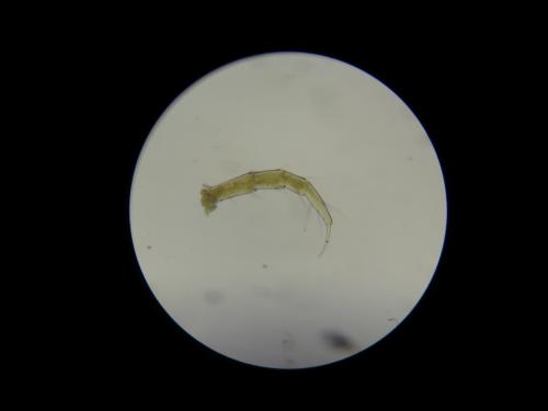 Réf. 336 966 : Thalassisobates littoralis